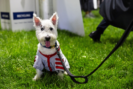 Vinny, a white terrier dog, is dressed in graduation regalia while sitting on grass.