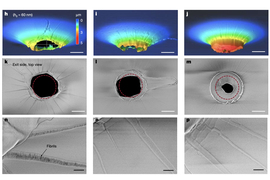 Three rows show, on top: a colorful protrusion around a hole; in middle, the size of the hole compared to the size of the projectile; and the bottom row shows stress marks around hole.