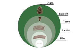 A chart shows the building blocks of a pinecone. From bottom: “Fiber; Lamina; Tissue; Element; Organ.”