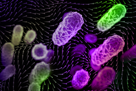 Pill-like bacteria flying, with arrows representing wind currents.