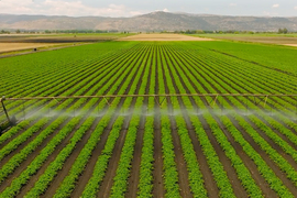 A large green field of crops