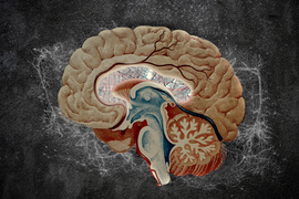 A brain illustration, with the striatum filled with lines from an atlas map 