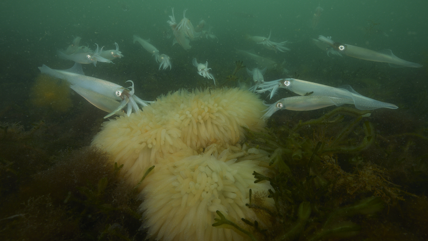 About 20 white longfin inshore squid approach a large mass of egg cases on the ocean floor.
