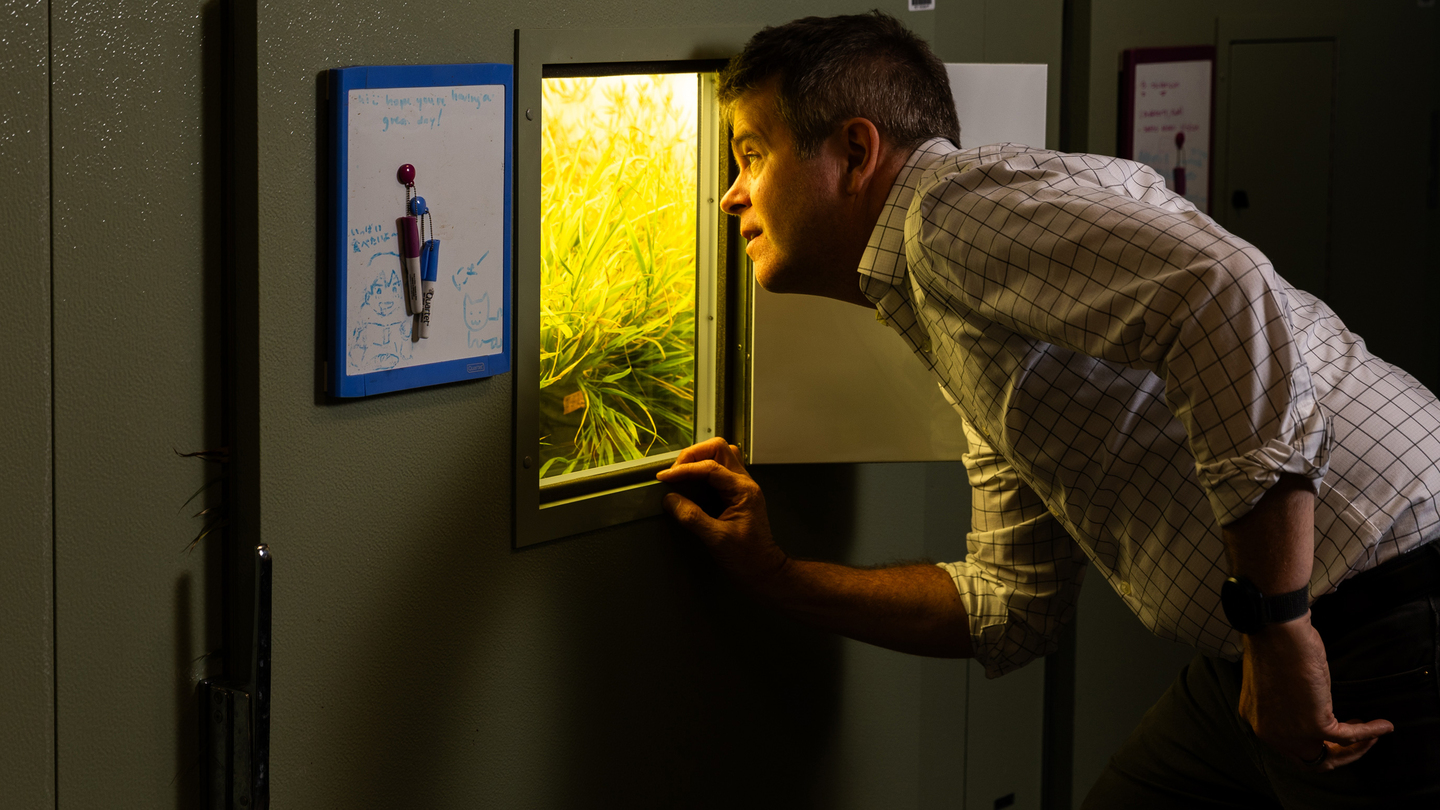 David Des Marais peers inside a small door in a large device. Inside are grass starts.