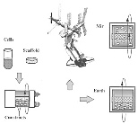In the first tissue engineering experiment in space, cartilage cells were seeded onto polymer scaffolds and the resulting constructs were cultivated in rotating bioreactors on Earth and in space.