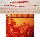 Fabrication of various geometric shapes of sapeptide scaffolds. (A) The tape is approximately 8cm long, 0.5cm wide and 0.3mm thick. (B) The rope is about 2mm in diameter. (C) Membrane form.