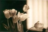 Tulips, a black and white photograph by Mariann Gina Minghetti, senior office assistant in the Division of Bioengineering and Environmental Health.