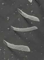 Image of peptide nanotubes.