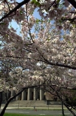 Blooming cherry trees