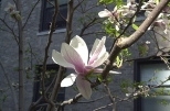 Saucer magnolia
