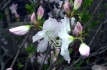 azalea