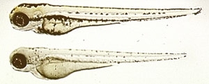 This image shows a pair of zebrafish embryos at three days of age. The top specimen is the wild type and the bottom specimen has a mutation in a gene encoding a vacuolar-ATPase subunit, which causes the fish to have less pigment.