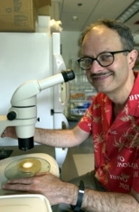 Professor Lenny Guarente examines his latest generation of yeast under the microscope.