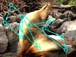The figure above shows a sequence of eye movements made by a monkey  that is freely viewing a natural image (the circles represent fixation locations).  Natural viewing is an active process in which the eye moves between image locations  that vary in content