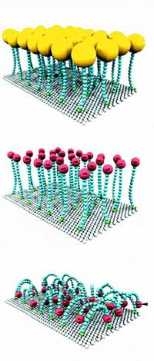 Schematic showing the creation of MIT's "smart surface." Steps include creating a field of molecules topped with "hats" (top), then removing the hats so the molecules stand at a precise distance from each other (middle). When a positive electrical potential is applied, the water-loving tops bend down. The loops now exposed are water-repelling (bottom). Reverse the electrical potential and the mole...