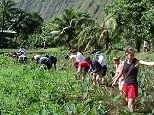 MIT students weed a taro field at the farm of Kia Fronde (standing at left rear), who introduced them to native culture and agriculture as well as hydrology.