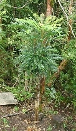 Tongkat Ali, the tree that "cures 1,000 diseases."
