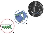 MIT undergraduate Geoffrey von Maltzahn, below, has explored a material, or peptide, that could self-assemble into structures like tiny spheres or tubes. Above: (A) molecular model of one such peptide; (B) cut-away model of a nanotube formed from the peptide, and (C) an actual image of a structure formed by the peptide. In (B), blue corresponds to the peptides' positively charged heads; green, the...