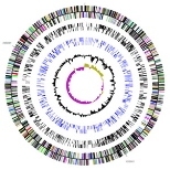 In this image of the Synechococcus genotype, each base (A,C,G,T) in the genome was converted to a pixel of a corresponding color. This picture and others like it are used to highlight any broad features found in the genome and to demonstrate differences between genomes.