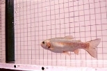 A rainbow trout swimming among vortices shed by a hemi-cylinder (left of fish) placed in an experimental flow tank.