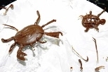 "They're cute and I like eating crabs. I thought eating chocolate crabs would be good, too," said Shanshan Mou, a senior in biology at Harvard.