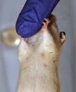 You wouldn't know by looking at it, but the mammary glands in this mouse are made up of human cells