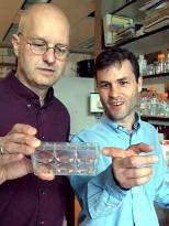 Biology professor Leonard Guarente, left, and research scientist Frédéric Picard examine mammalian fat cells to see how the Sirt1 protein affects them.