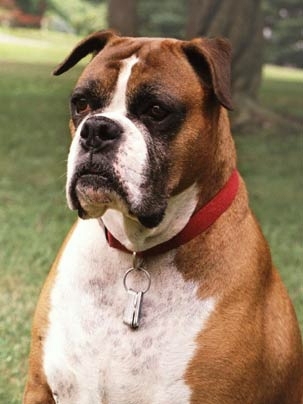 Tasha, the boxer whose DNA was recently sequenced by scientists.
