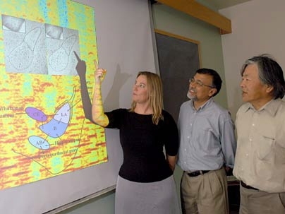 MIT post-doc Jessica R. Newton points at a respresentation of a section of a mouse's brain that had been "rewired" to receive visual cues in the hearing region of its brain. Looking on are neuroscience professor Mriganka Sur, center, head of the Department of Brain and Cognititve Sciences, and Susumu Tonegawa, director of the Picower Center for Learning and Memory at MIT.