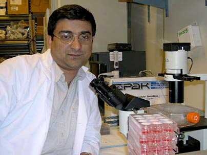 MIT's Shiladitya Sengupta and colleagues have unraveled why the popular herbal drug ginseng can have two entirely different, opposing effects on the body.