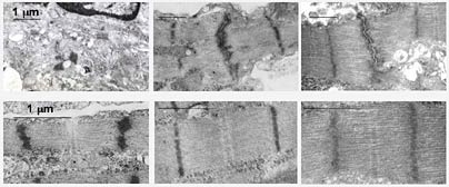 MIT researchers have found that conditioning engineered heart tissue with electrical stimulation results in tissue that is similar to that found in an animal. These images show, left to right, engineered heart tissue that has not been conditioned with electrical stimulation; engineered heart tissue that has been conditioned for eight days, and native heart tissue. The top row shows one cellular st...