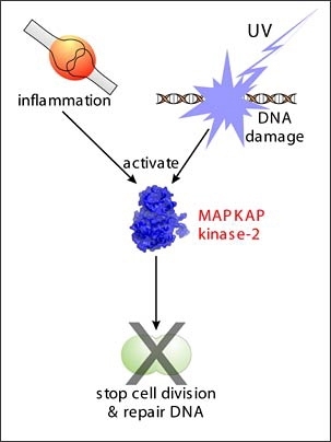 A single molecule, MAPKAP Kinase-2, now seems to be important in controlling both the response of cells to inflammation, as well as their response to certain types of DNA damage. Drugs against MAPKAP Kinase-2 that were originally intended for use as anti-inflammatory agents may find new uses as cancer-treatment agents.