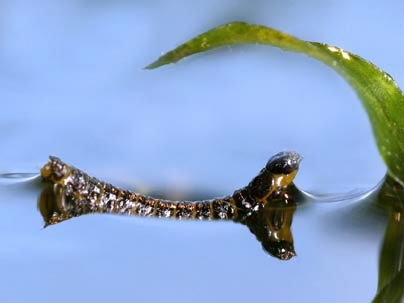 The larva of a waterlily leaf beetle gets ready to propel itself up onto a leaf using a technique recently discovered by MIT researchers.
