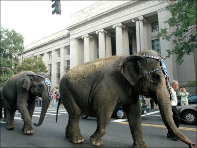 A troupe of elephants march to work past the main entrance to MIT on Massachusetts Ave. The Asian elephants were en route to their gig at  TD Banknorth Garden in Boston, where they will perform in the Ringling Brothers and Barnum & Bailey Circus Oct. 7-16.