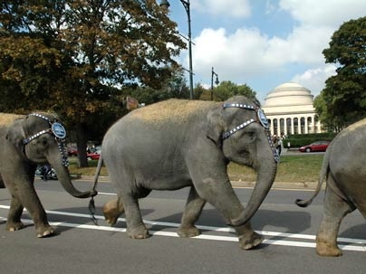 Circus elephants parade down Memorial Drive past the Great Dome of MIT.
