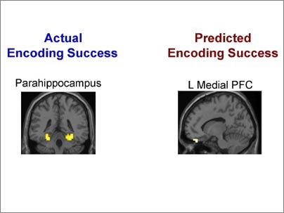 Greater activation in the medial temporal lobe (MTL on the left) makes it more likely that a fact will actually be remembered. Greater activation in left ventral prefrontal cortex (on the right) corresponds to subjective prediction that a fact will be remembered ("judgment of learning").
