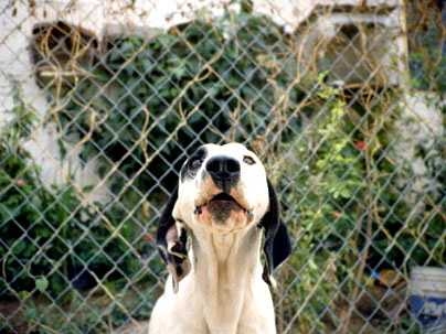 Still from Francis Alys' 'El Gringo' (2003), one of the videos in 'Critters,' playing on the Media Test Wall at the List Visual Arts Center from Oct. 31-Dec. 31.