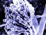 Aspergillus nidulans