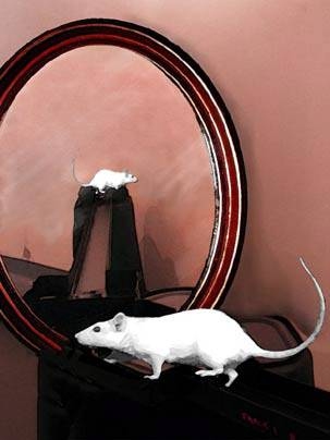 Picower Institute research indicates rats mentally replay their most recent actions--in reverse. The study may shed light on mechanisms of learning and memory.