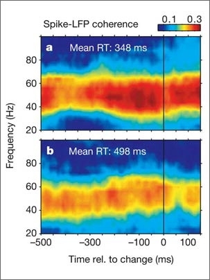 MIT researchers have found that synchronized neurons speed up attention. The color scale in these graphs indicates the degree of synchronized activity of neurons in the monkey's V4 area of the visual cortex. The more the neurons fire in synchrony (red), the faster the monkey notices a small color change in an attended picture (348 instead of 498 milliseconds).