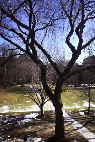 The great American elm in Killian Court survived Dutch elm disease, but has died and will be removed in late March.