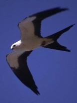 Louisiana populations of the swallow-tailed kite may be helped by cell phone technology adapted by MIT MLK Visiting Professor Dale Joachim.