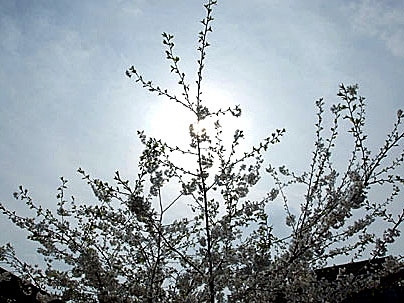 Trees bloom around campus as MIT gears up to celebrate Earth Day on Thursday, April 27.