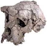 A new study raises questions about the evolutionary interpretations that stem from this famous Toumaï fossil.