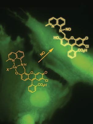 Sensor Opens Up Study Of Crucial Molecule Mit News Massachusetts Institute Of Technology<script async src=