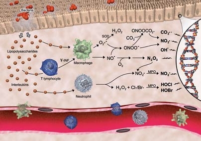 This illustration shows the chemistry of inflammation: Bacterial infections stimulate immune cells to generate highly reactive chemicals that can damage normal human tissue.