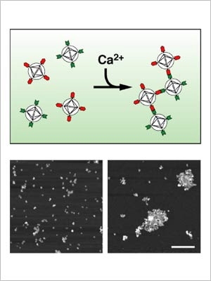 Sensing calcium as it flows into neurons following firing can potentially track information flow throughout the brain's circuitry. Now, an MIT team has developed a calcium contrast agent for non-invasive magnetic resonance imaging detection. At top, a schematic shows how nanoparticles coated with two proteins (red and green) form mixed aggregates in the presence of calcium. The bottom panel shows ...