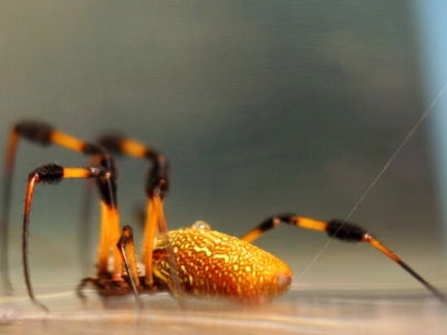 New Twists on Old Fibers: Spider Silk