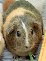 Sequencing the genome of the guinea pig can help researchers find important biological functions within the human genome.