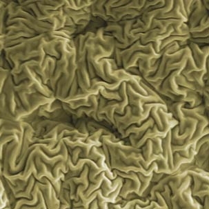 Wrinkled hard skin on polymer surface induced by focused ion beam. The wrinkles are hierarchical with the primary wavelength of 465 nm.